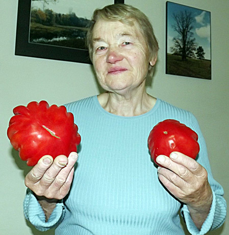 Užaugo pomidoras gigantas