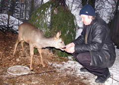 Baltojo bado dar nėra