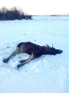 Briedis krito po brakonieriaus šūvio