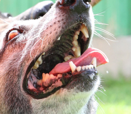 Šuo apkandžiojo policininkę