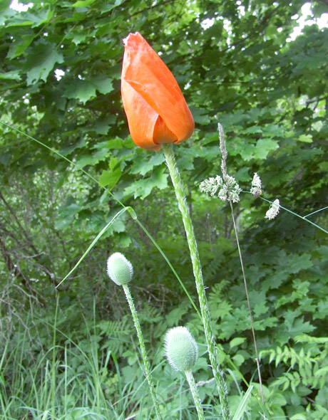 Policijos pareigūnai ieško aguonų pasėlių
