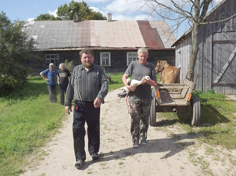 Gandrus užklupo nelaimės