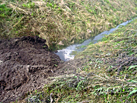 Į melioracijos griovį tekėjo kiaulių srutos