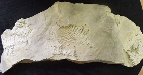 Po kojomis – milijonų metų istorija