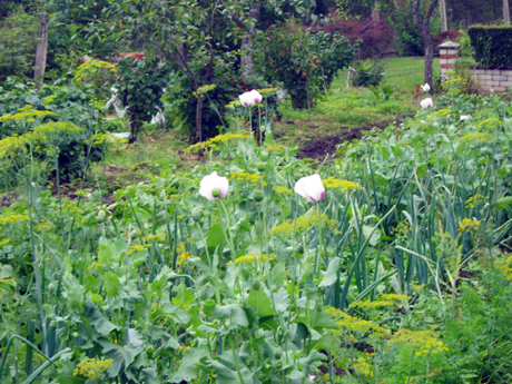Aguonų ir kanapių „ gerbėjus“ judina policija