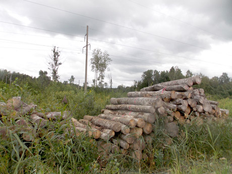 Miško vagis įkliuvo su mediena