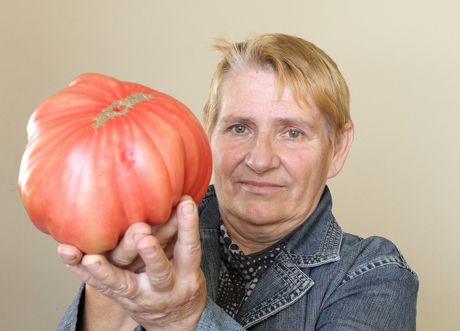 Šiltnamio pasididžiavimas – sunkiasvoris pomidoras