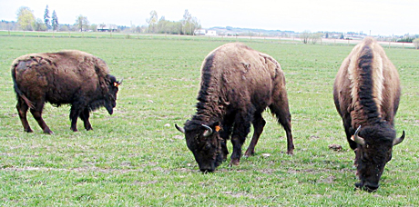 Biurokratai nugali bi­zo­nų au­gin­to­jus