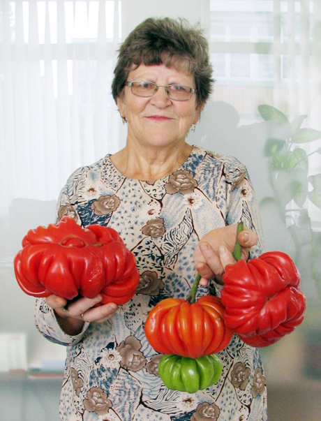 Šiltnamyje užaugo pomidorai gigantai