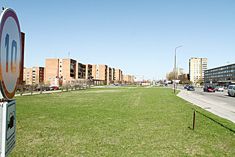 Prie gatvių bus atsodinami medžiai