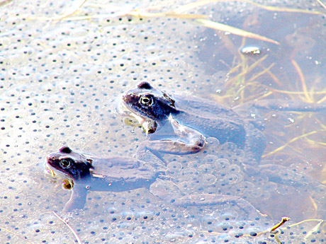 Per kelią perneštos varlės