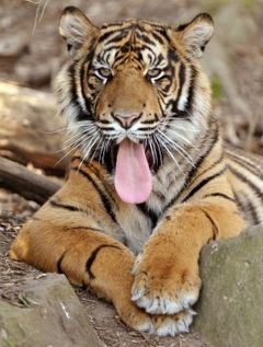 Valstybei nerūpi nei žmonės, nei žvėrys