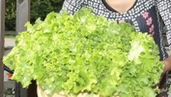 Nitratus iš daržovių nesunku pašalinti