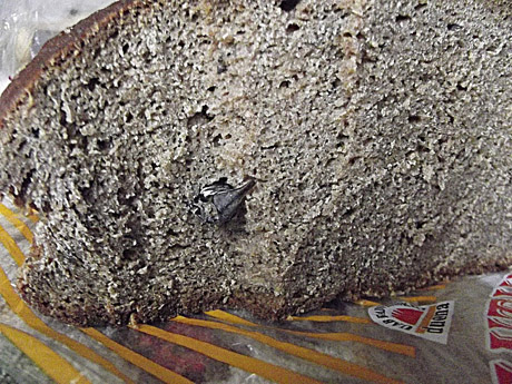 Duonoje rado vabalą