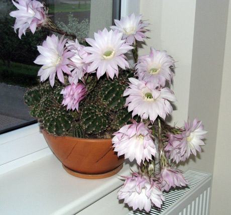 Kaktusas dovanojo daugybę žiedų