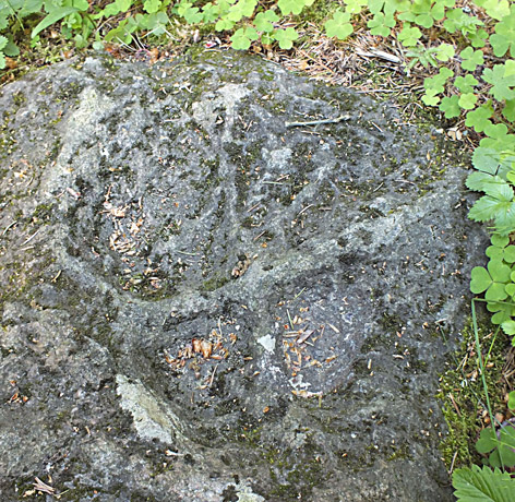 Miškuose prie Ventos