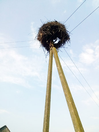 Perkūnija nepagailėjo ir gandrų