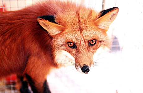 Ata­kuo­ja la­pės