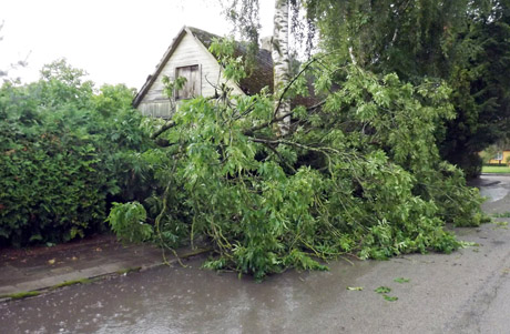 Škvalas išvertė medžių