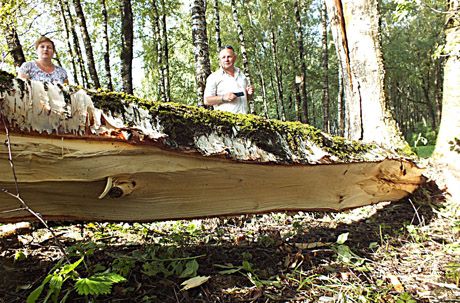 Beržą nulaužė žaibas