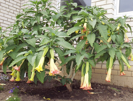 Durnaropė šeimininkei dovanojo gausybę žiedų