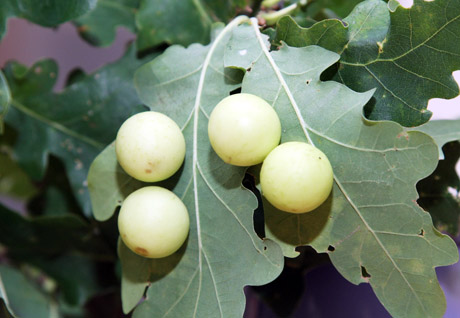 Ant ąžuolų užderėjo obuoliukai