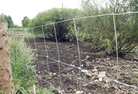 Nubaustas šernus atvirame diendaržyje laikęs ūkininkas