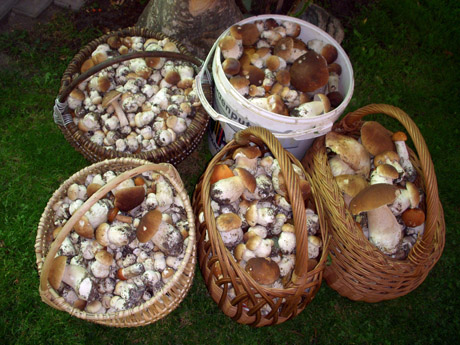 Surinko tūkstančius baravykų