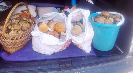 Dienos laimikis – daugiau kaip 80 baravykų