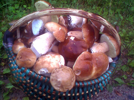 Kelmiškis pririnko 300 baravykų