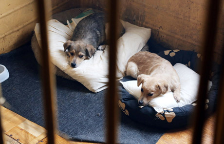 Žmo­nės at­si­kra­to au­gin­ti­nių