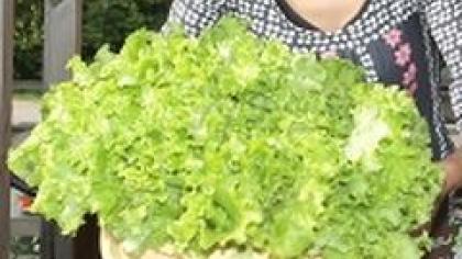 Nitratus iš daržovių nesunku pašalinti