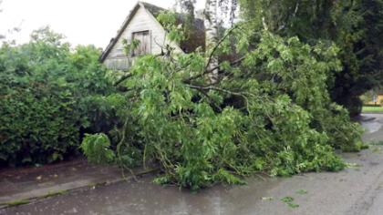 Škvalas išvertė medžių